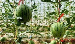 热门大瓜热心的朝阳爆料